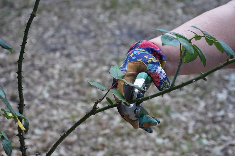 Seasonal Plant Care