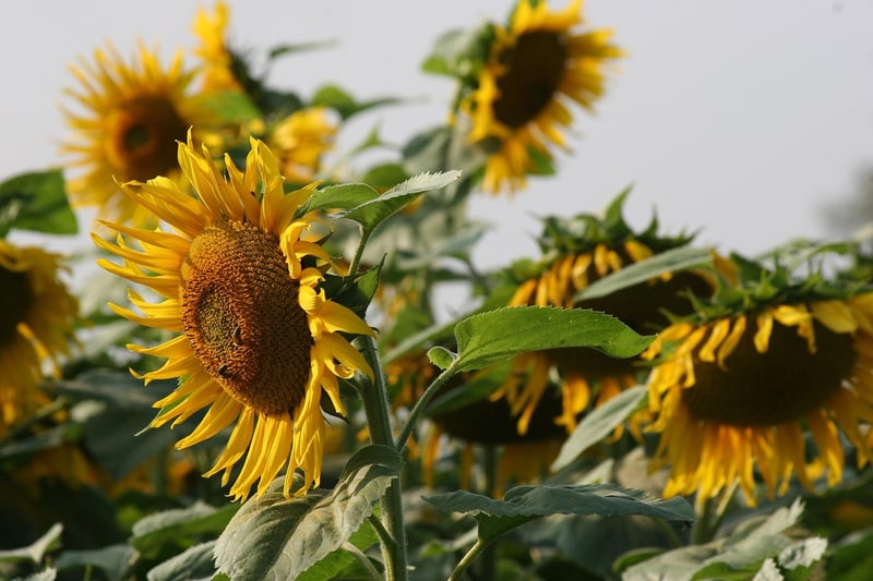 Sunflower in Summer